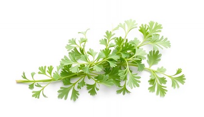 Obraz premium Fresh Green Santolina Chamaecyparissus Sprig Isolated on White Screen Background for Ads Promotion Clean Studio Object and Realistic Backdrop With Clear Details