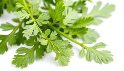 Fototapeta premium Fresh Green Tansy Leaves Close Up on White Screen Background Isolated Plant Part Isolated by White Screen Backdrop Perfect for Decoration and Natural Remedies Botanical Photography
