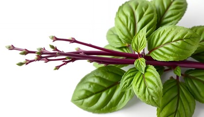 Iresine Herbstii Red Stems and Green Leaves Isolated on White Screen Background Studio Shot Featuring Clean Backdrop Perfect for Ads and Promotional Use