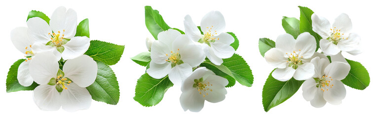 PNG Delicate white apple blossoms arrangement, element set on transparent background