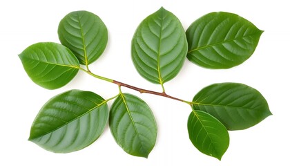 Naklejka premium Sprig With Green Leaves Isolated On White Screen Background Detailed Venation Smooth Texture Studio Lighting Perfect For Ecological Themes Ads Promotions Blank Backdrop