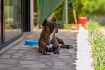 French bulldog resting in the shade on the cement