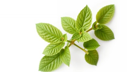 Fototapeta premium Vibrant Green Plant Leaves Isolated on White Screen Background Featuring Detailed Textures Natural Freshness Ideal for Decoration and Botanical Projects Natural Lighting