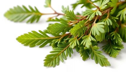 Vibrant Green Plant with Fern Like Foliage Isolated on White Screen Background Perfect for Botanical Designs and Natural Themed Promotions