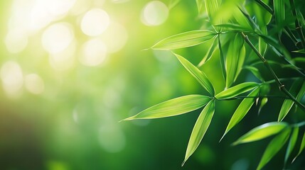 Vibrant bamboo leaves bathed in morning sunlight.