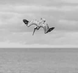Pelican Diving Pacific Coast Seabird Brown Flying Hunting Flight Dive Ocean Water Black And White Vertical
