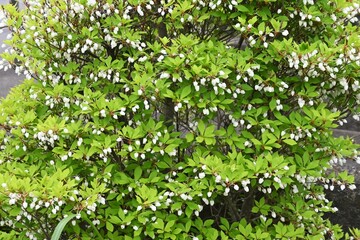 Fototapeta premium Japanese enkianthus flowers. Ericaceae deciduous shrub. Bell-shaped white flowers bloom in early summer, and the tender green leaves and autumn foliage are also beautiful. 