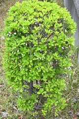 Japanese enkianthus flowers. Ericaceae deciduous shrub. Bell-shaped white flowers bloom in early summer, and the tender green leaves and autumn foliage are also beautiful.

