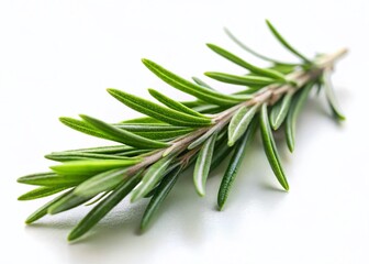 Fototapeta premium Fresh Rosemary Sprig Isolated on White Background - High-Resolution PNG Image