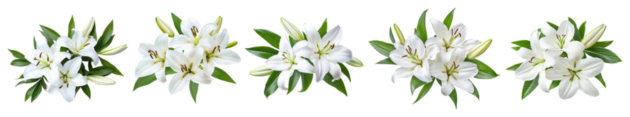 Obraz premium PNG Elegant white lily border design, element set on transparent background