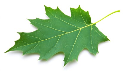 Fototapeta premium Vibrant Green Single Oak Leaf Isolated on White Background