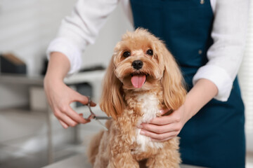 Woman cutting dog's hair with scissors indoors, closeup. Pet grooming