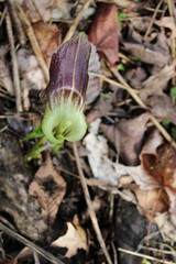 Jack-in-the-pulpit from above at Camp Ground Road Woods in Des Plaines, Illinois