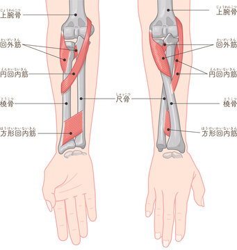 前腕の回内運動・回外運動のイラスト Arm Pronation and Supination