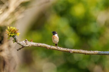 新緑の若葉の枝にとまってくつろぐノビタキ オス