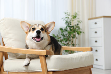 Cute Welsh Corgi on armchair at home