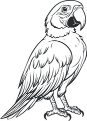 Black and white line drawing of a parrot bird standing with detailed feathers and beak