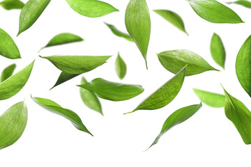Many fresh green leaves flying on white background