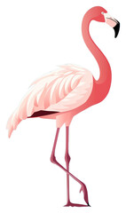 Fototapeta premium PNG Flamingo animal bird reflection.
