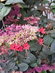 This image shows the Clerodendrum splendens, also known as the Bleeding-heart vine or Flaming Glorybower.