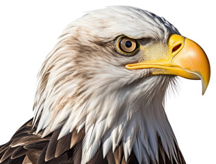 Obraz premium PNG Eagle animal beak bird.
