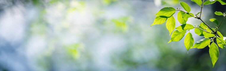 Obraz premium Close-up Of Fresh Spring Leaves In Forest