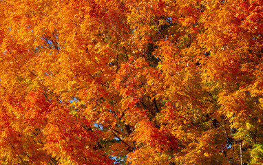 Autumn fall background. Maple leaves in autumn. Autumnal landscape. Leaf fall. Natural beauty of fall. Falling leaves. Fallen maple leaves autumn wallpaper. Autumn leaves. Fall foliage.