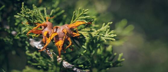 Close-up Of Cedar Apple Rust On Juniper Growth In Forest - Fungus And Disease
