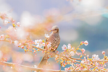 桜の枝にとまり羽を休めるヒヨドリ
