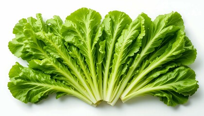 Fresh Green Lettuce Isolated on White Background
