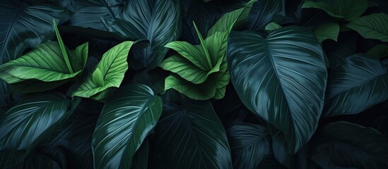 Fototapeta premium Luminous Blue-Green Tropical Leaves