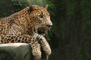 portrait of a cute leopard