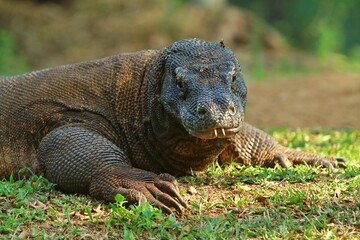 closeup of a komodo dragon