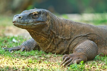closeup of a komodo dragon