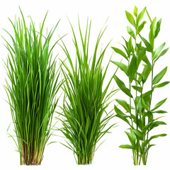 Obraz premium Group of fresh green plants for aquarium or terrarium