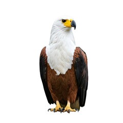 Fototapeta premium African Fish Eagle On White Background
