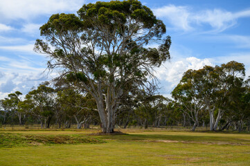 Large gum tree at Bombay, NSW, Australia
