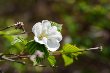 Close-up of a white Black Jetbead (Rhodotypos) flower blooming in spring