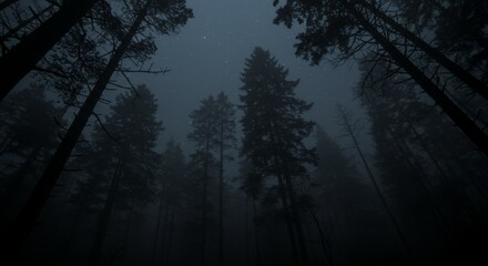 Moody forest landscape at night with tall trees reaching for the starry sky creating a dark and mysterious atmosphere perfect for backgrounds and atmospheric visuals