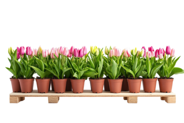 Vibrant Tulips in Pots on a Wooden Pallet, Perfect for Spring Decor and Gardening Enthusiasts on transparent background