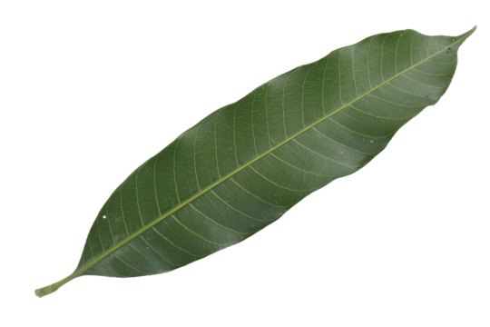 top view mango leaf isolated on transparent background