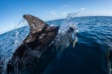 Fototapeta premium A dolphin bursts through the water off the coast of Australia.