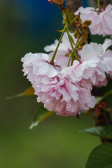 見頃の八重桜02