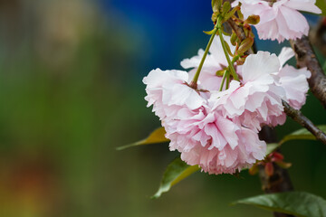 見頃の八重桜01