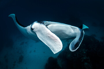 A manta ray glides effortlessly near Lady Elliot Island’s coral reefs.