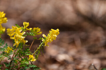 Close-up photo of yellow Corydalis (Corydalis aurea) blooming in spring