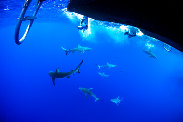 Obraz premium A group of sharks swims beneath a boat in Hawaii’s blue waters.