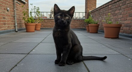 Black cat sitting on a rooftop terrace with potted plants and brick wall