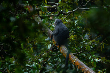 Javan langur, javan lutung, or lutung jawa (Trachypithecus auratus) relaxing while sitting on big tree branch, found in Pekalongan rainforest, Indonesia