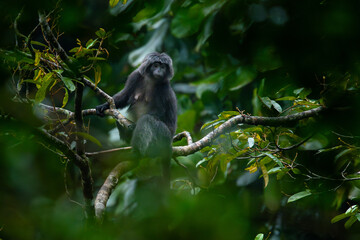 Javan langur, javan lutung, or lutung jawa (Trachypithecus auratus) relaxing while sitting on big tree branch, found in Pekalongan rainforest, Indonesia
